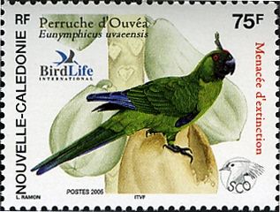 Ouvea Parakeet (Eunymphicus uvaeensis)