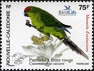 New Caledonian Parakeet (Cyanoramphus saisseti)