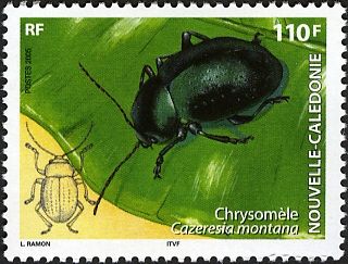 Leaf Beetlle (Cazeresia montana)