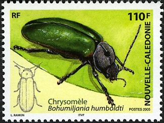 Leaf Beetle (Bohumiljania humboldti)