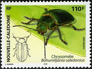 Leaf Beetle (Bohumiljania caledonica)