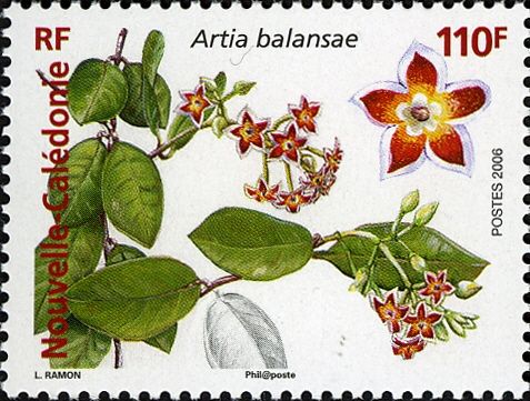 Artia balansae