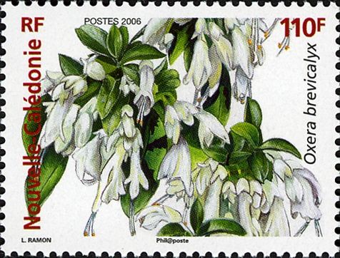 Title: Oxera brevicalyx