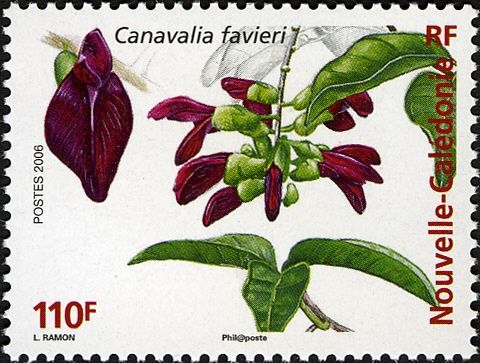 Canavalia favieri
