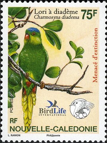 New Caledonian Lorikeet (Charmosyna diadema)