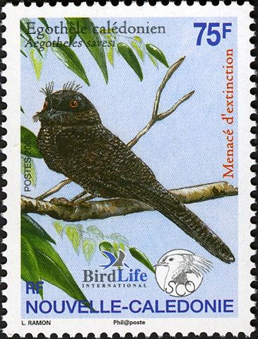 New Caledonian Owlet-nightjar (Aegotheles savesi)