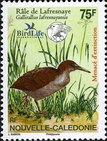 New Caledonian Rail (Gallirallus lafresnayanus)