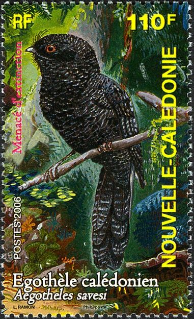 New Caledonian Owlet-nightjar (Aegotheles savesi)