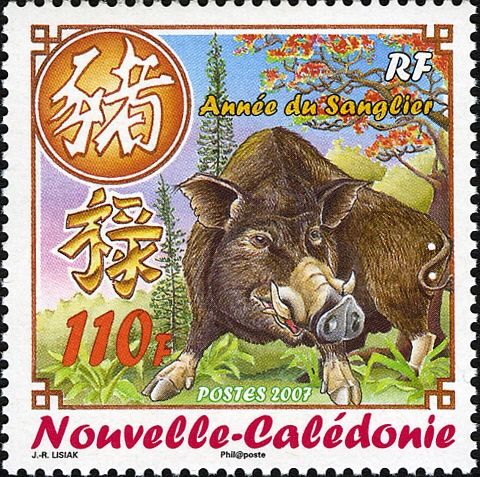 Wild Boar (Sus sp.)