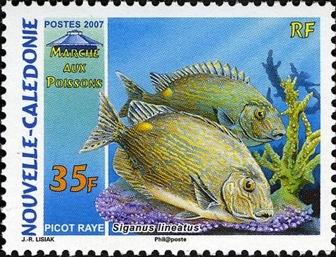 Golden Lined Spinefoot (Siganus lineatus)