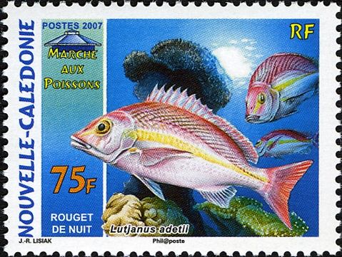 Yellow-banded Snapper (Lutjanus adetii)