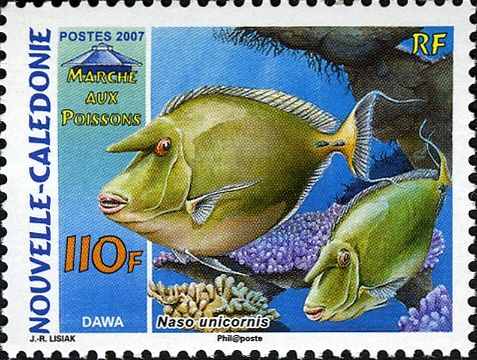 Bluespine Unicornfish (Naso unicornis)