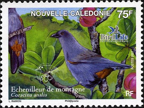 New Caledonian Cuckooshrike (Coracina analis)