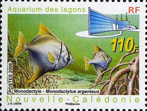 Mono (Monodactylus argenteus)