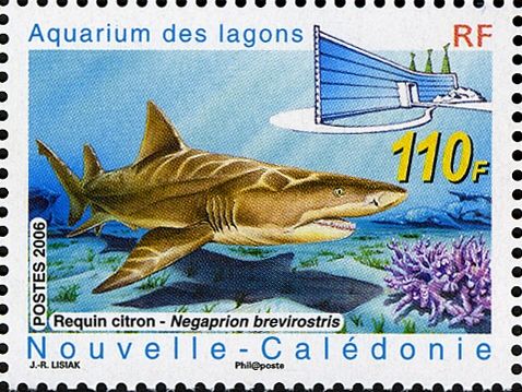 Lemon Shark (Negaprion brevirostris)
