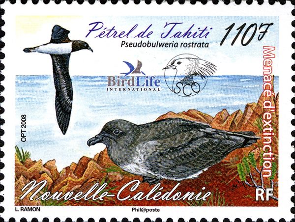 Tahiti Petrel (Pseudobulweria rostrata)