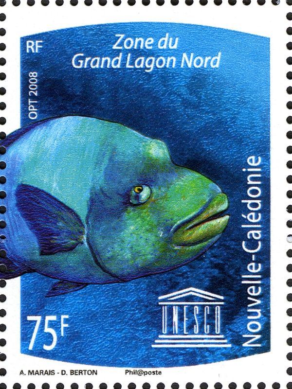 Humphead Wrasse (Cheilinus undulatus)