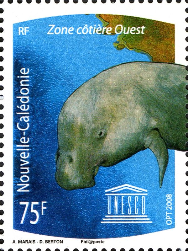 West Indian Manatee (Trichechus manatus)