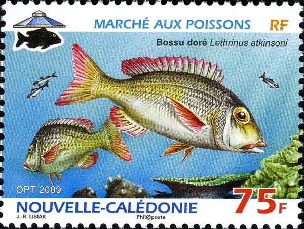 Pacific Yellowtail Emperor (Lethrinus atkinsoni) 