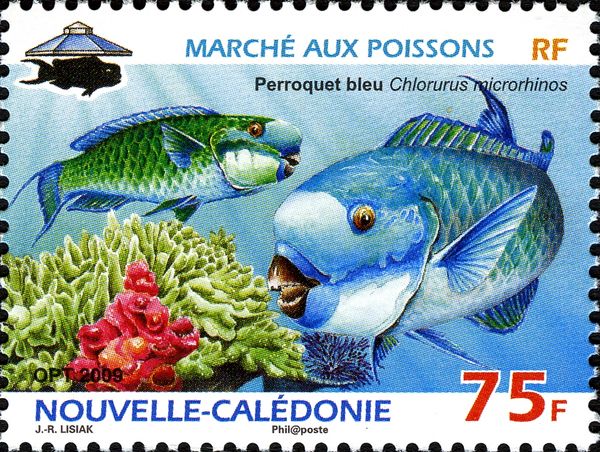 Pacific Steephead Parrotfish (Chlorurus microrhinos)