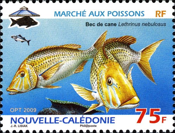 Morwong (Lethrinus nebulosus)