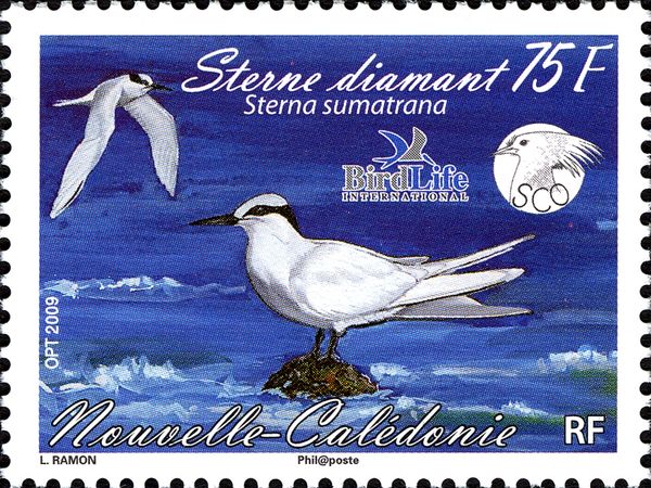 Black-naped Tern (Sterna sumatrana)