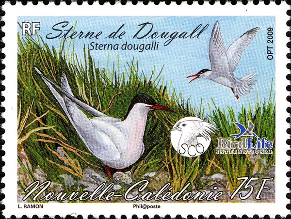 Roseate Tern (Sterna dougallii)