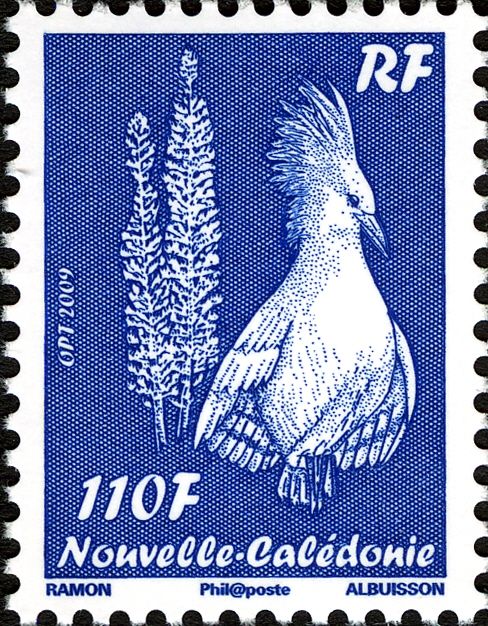 Kagu (Rhynochetos jubatus)