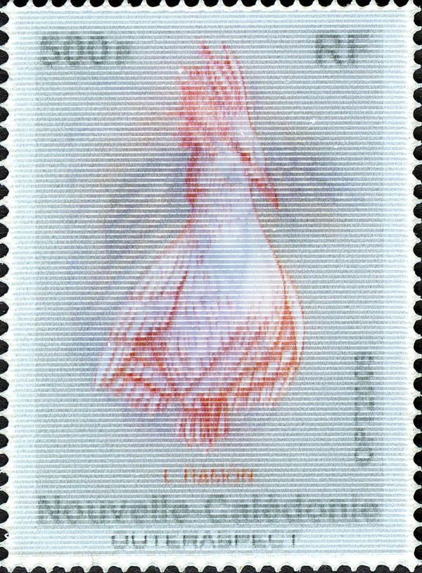 Kagu (Rhynochetos jubatus)