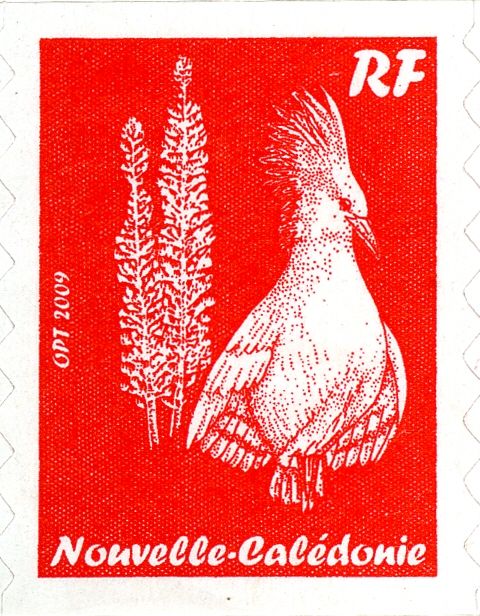 Kagu (Rhynochetos jubatus)