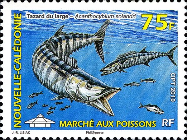 Wahoo (Acanthocybium solandri)
