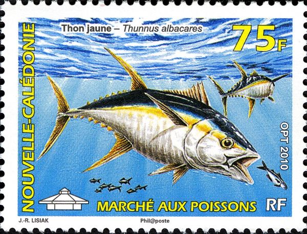 Yellowfin Tuna (Thunnus albacares)