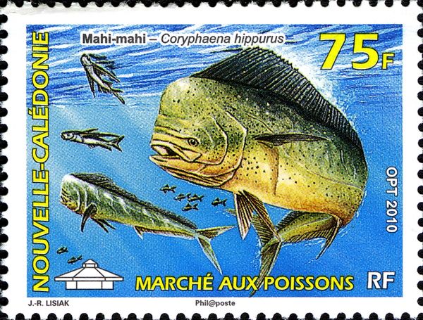 Mahi-mahi (Coryphaena hippurus)