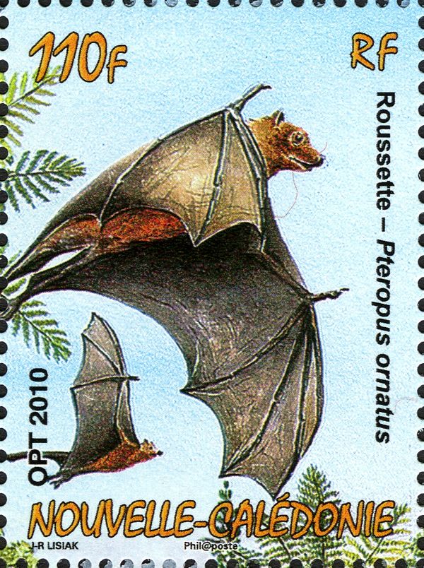 Ornate Flying Fox (Pteropus ornatus)