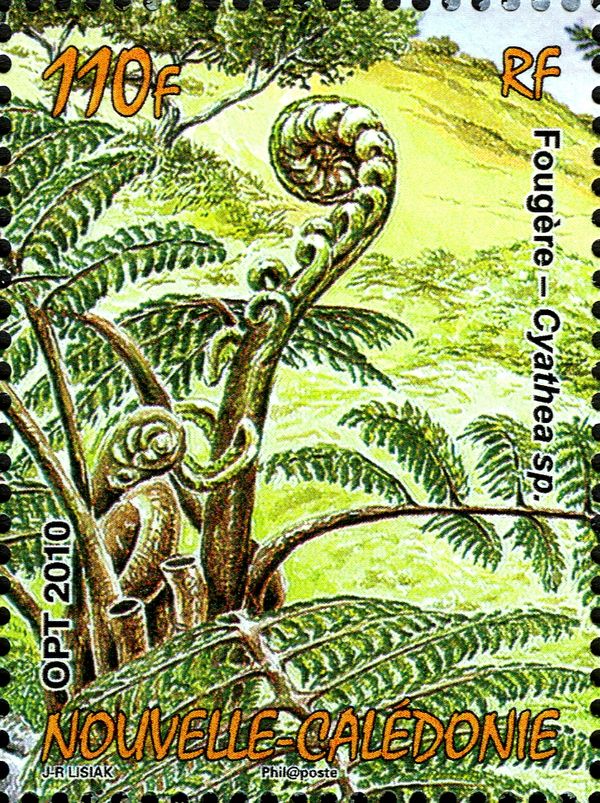 Cyathea sp.