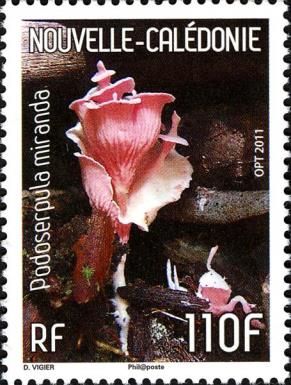 New Caledonian fungi - Podoserpula miranda