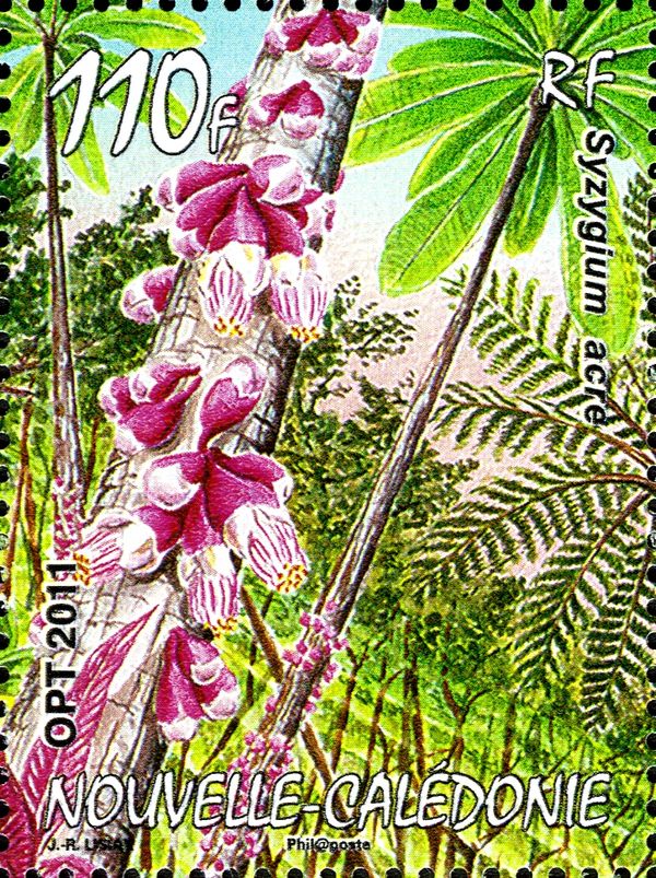Syzygium acre