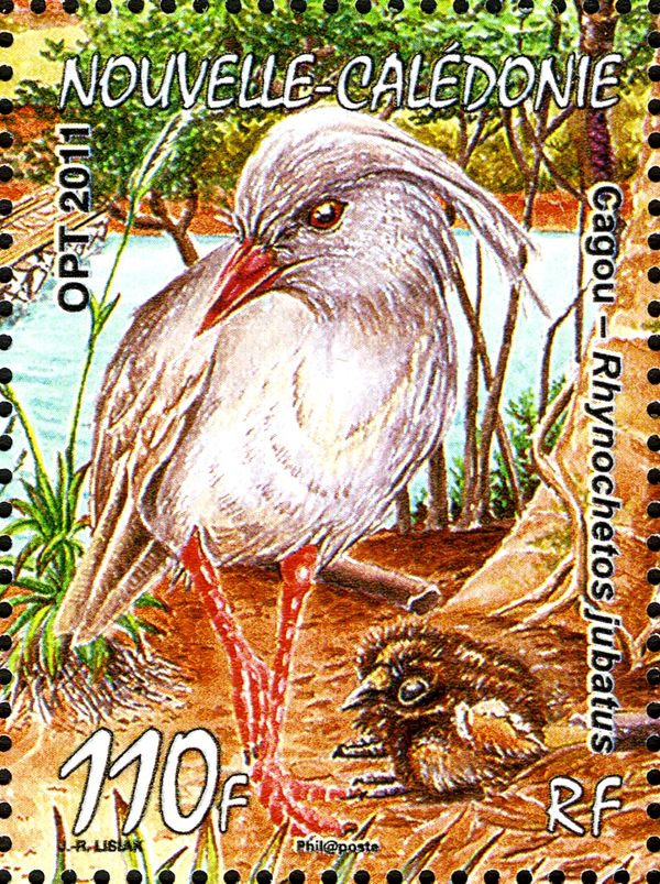 Kagu (Rhynochetos jubatus)