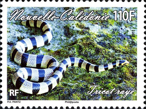 Krait (Laticauda sp.)