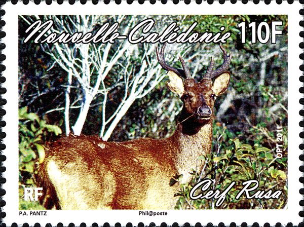 Javan Rusa (Rusa timorensis)