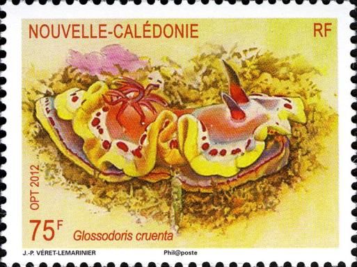 Sea Slug (Glossodoris cruenta)