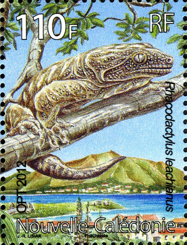 New Caledonian Giant Gecko (Rhacodactylus leachianus) 