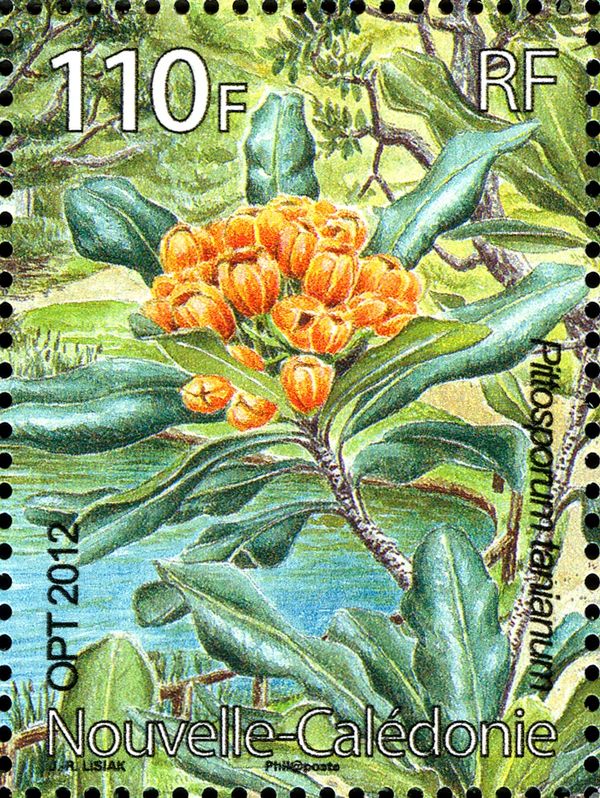 Pittosporum tanianum