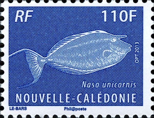 Bluespine Unicornfish (Naso unicornis)