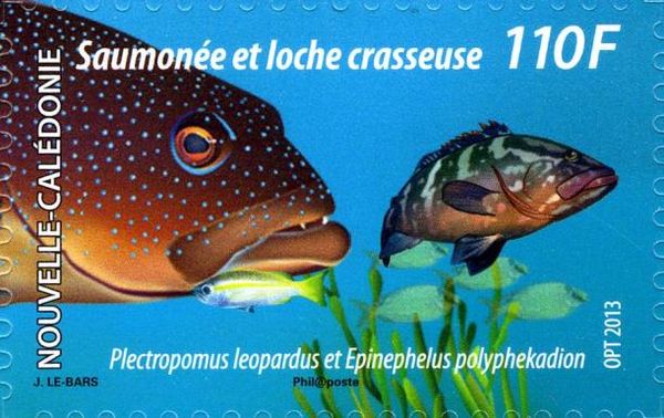 Plectropomus leopardis and Epinephelus polyphekadion