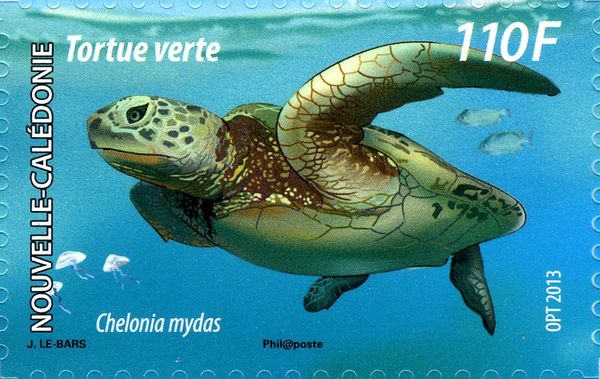 Green Sea Turtle (Chelonia mydas)