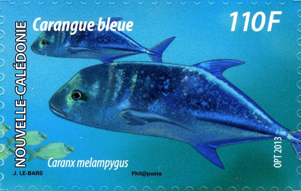 Bluefin Trevally (Caranx melanopygus)