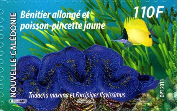 Tridacna maxima