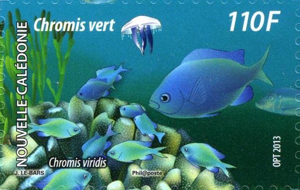 Chromis viridis