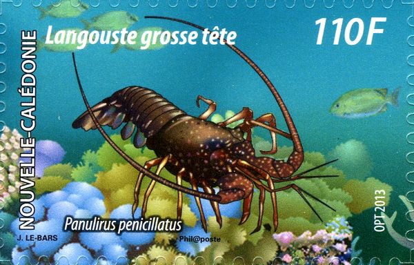 Tufted Spiny Lobster (Panulirus penicillatus)